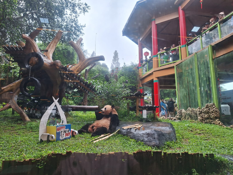 Taman Safari Bogor Peringati Hari Panda Sedunia