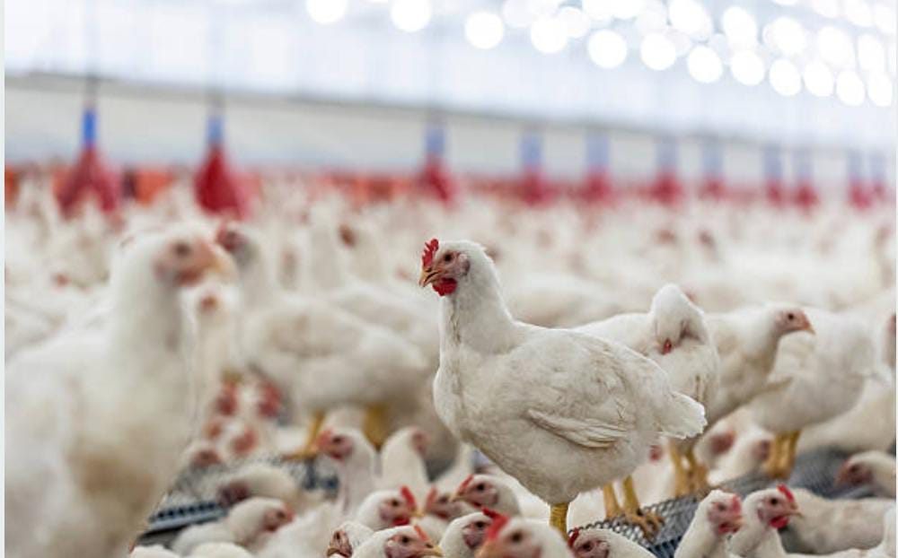 Butuh Modal Rp80 Juta Buat Peternakan Ayam, KUR BRI 2023 Ini Solusinya