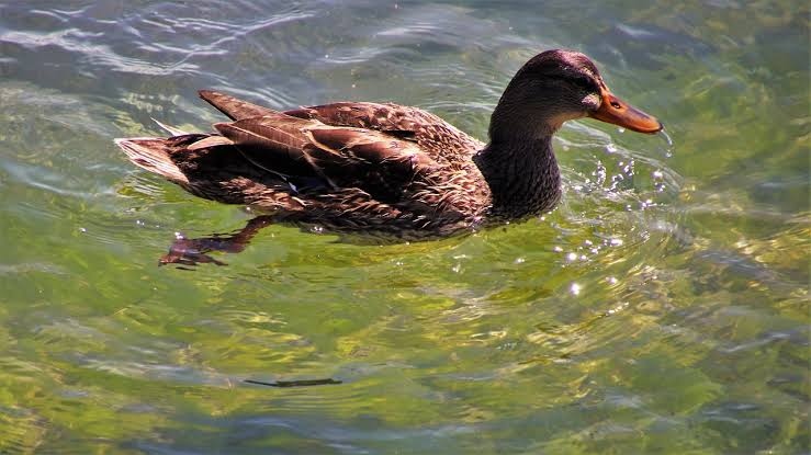 Mengenal Duck Syndrome, Gangguan Psikologis yang Banyak di Alami Gen Z