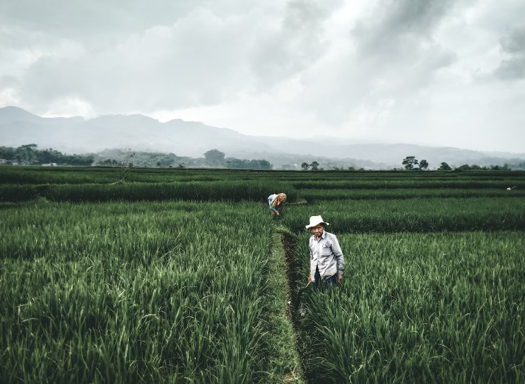 KUR BRI 2023 Tersedia Untuk Petani? Ini Penjelasan Selengkapnya