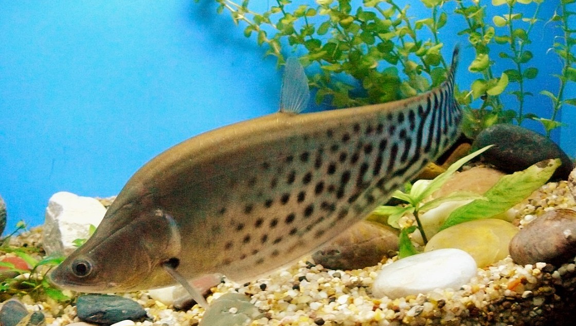 Ikan Belida untuk Pempek Terancam Punah, DPR Soroti Pentingnya Budidaya Ikan Sungai di Sumatera Selatan