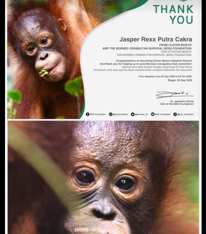Tren Adopsi Orangutan Online Ramai di Kalangan Anak Muda, Begini Cara Ikutnya