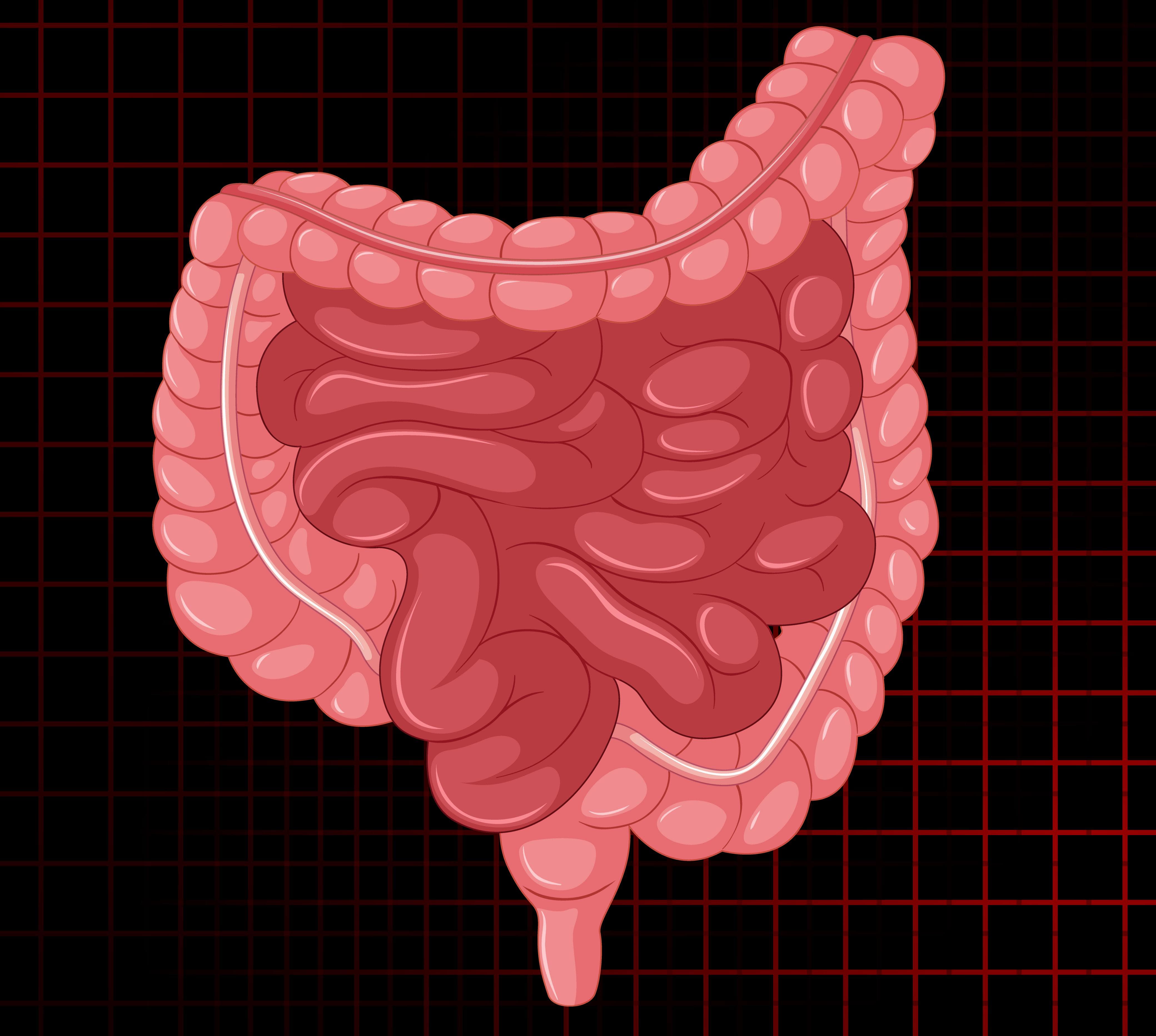 5 Fakta Mengejutkan tentang Usus yang Perlu Kamu Tahu