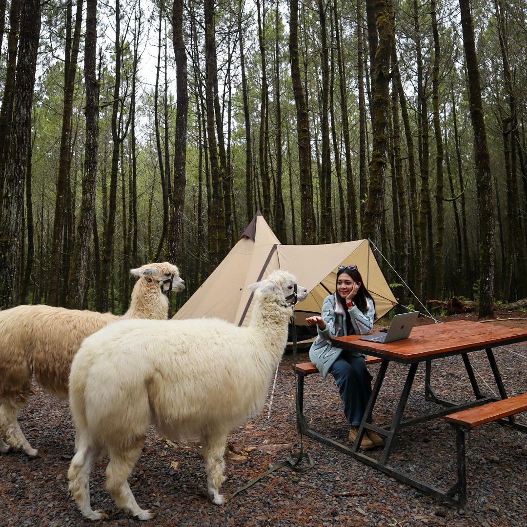 Liburan Seru di Wisata Bandung Tangkal Pinus: Bisa Camping dan Ketemu Alpaca Gemoy