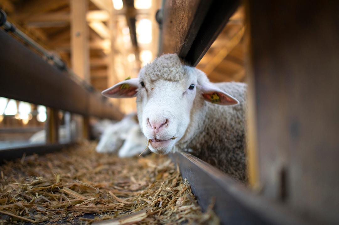 Butuh Dana Rp100 Juta Untuk Modal Usaha Ternak kambing?KUR BRI 2023 Bisa Bantu Anda