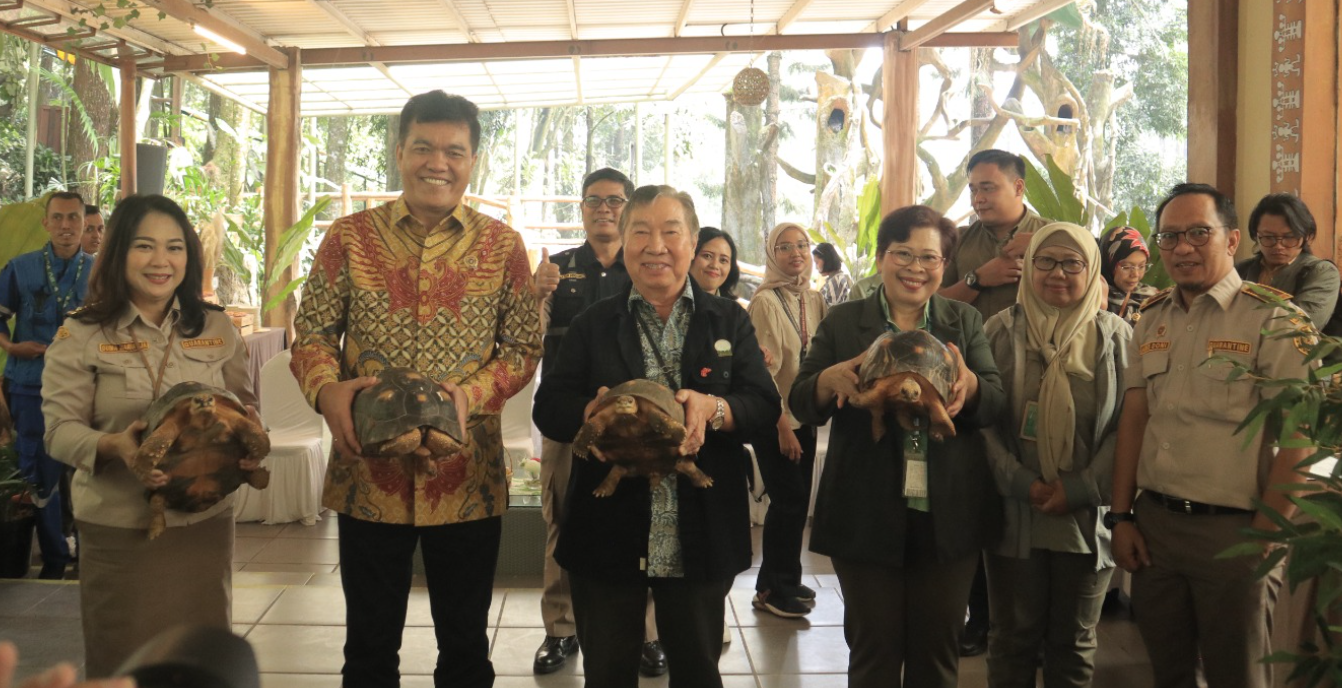 Langka di Dunia! Taman Safari Bogor Terima Empat Kura-kura Madagaskar Sitaan Badan Karantina Indonesia