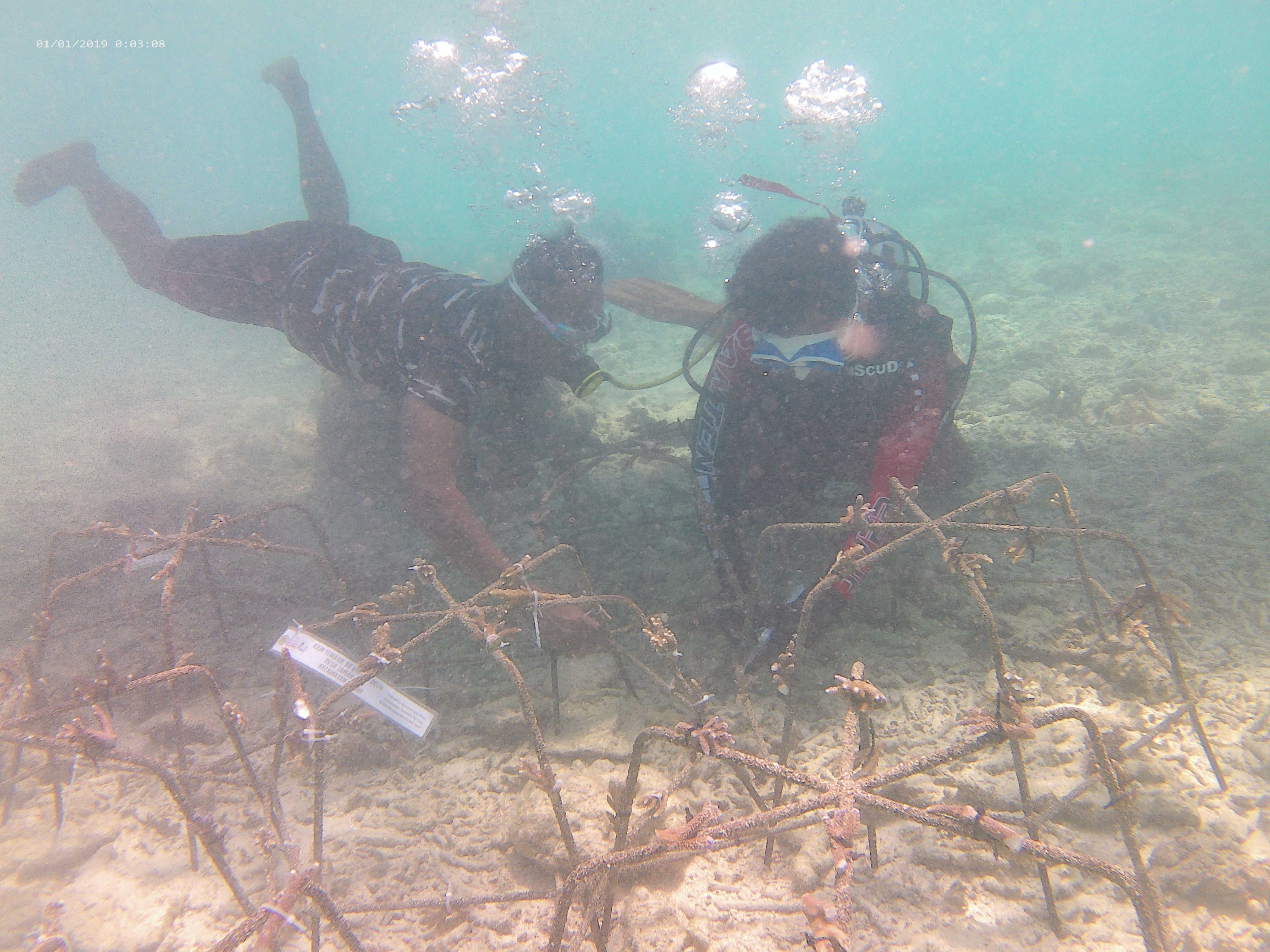 Mahasiswa Untirta Tanam 150 Terumbu Karang di Perairan Pulau Bandul