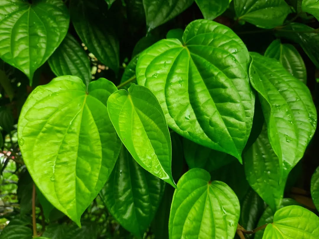 Daun Sirih, Warisan Leluhur yang Kaya Manfaat Kesehatan