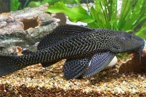 Ikan Sapu-Sapu Perlu Dikendalikan, Ini Dampaknya bagi Lingkungan dan Kesehatan