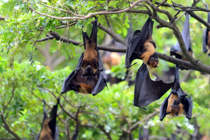Kronologi Temuan Virus Nipah di India dan Statusnya di Indonesia