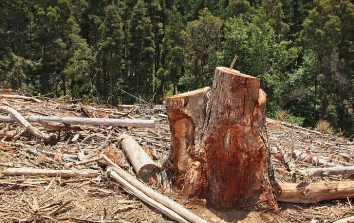 Ini 7 Dampak Penebangan Hutan Terhadap Lingkungan, Jadi Penyebab Banjir dan Longsor di Padarincang