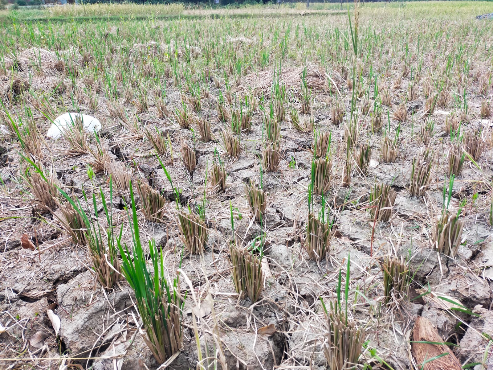 Lahan Sawah Kekeringan, KUR BRI 2023 Pinjaman Rp10 Juta hingga Rp100 Juta Bisa Jadi Solusinya