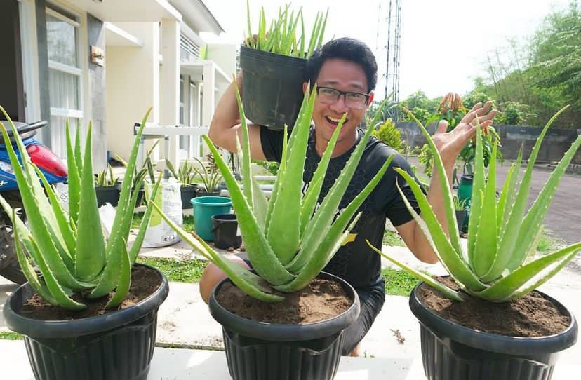 5 Manfaat Lidah Buaya Yang Jarang Diketahui, Ternyata Bisa Menghilangkan Jerawat