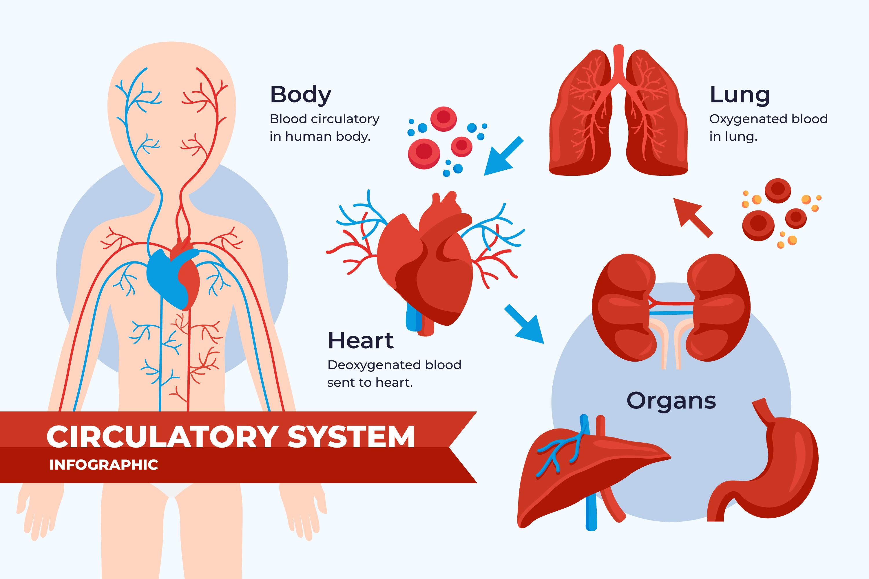 Makanan yang Tepat Dikonsumsi, Tergantung Pada Organ Tubuh