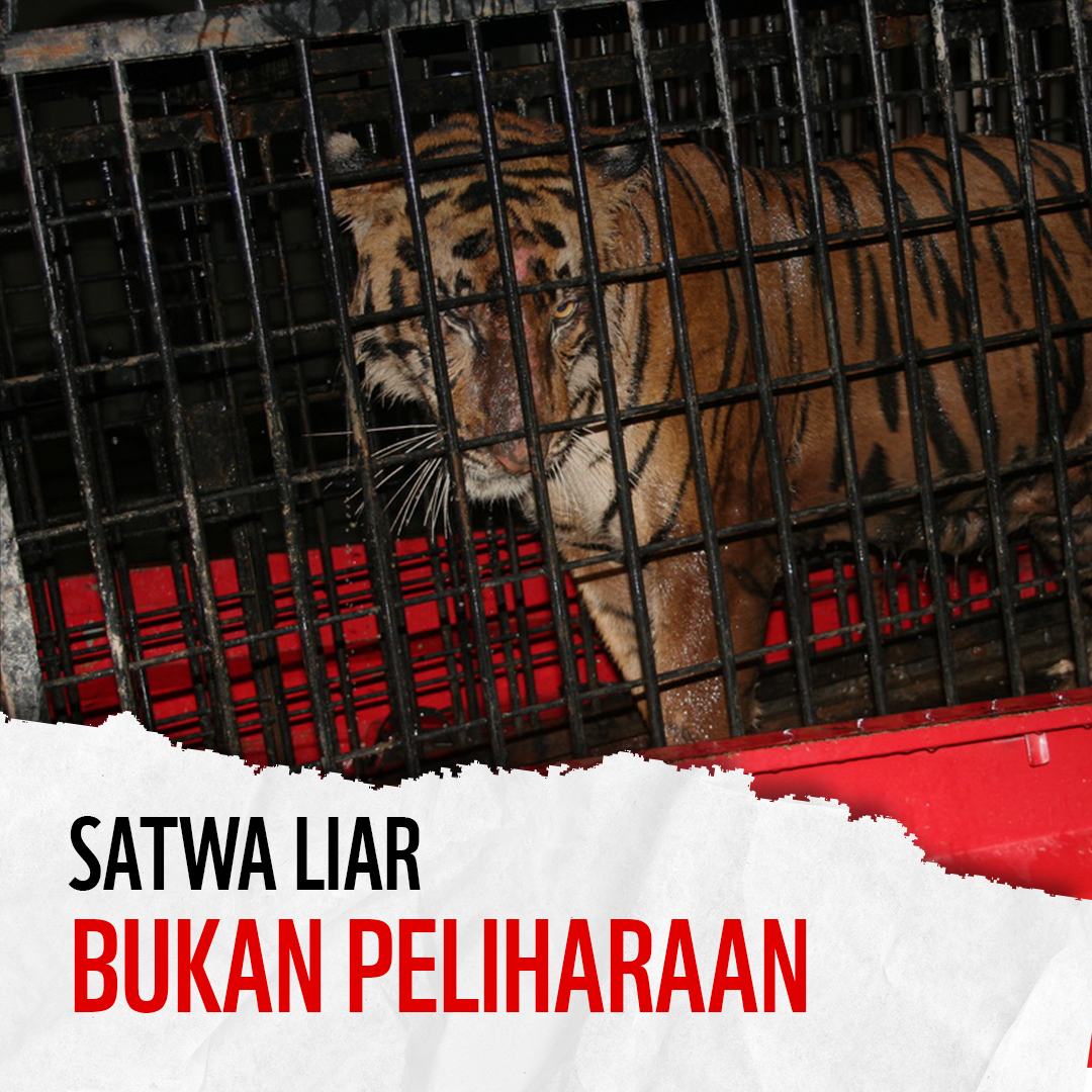 WWF Indonesia Angkat Bicara Terkait Kematian Anak Harimau Alshad Ahmad