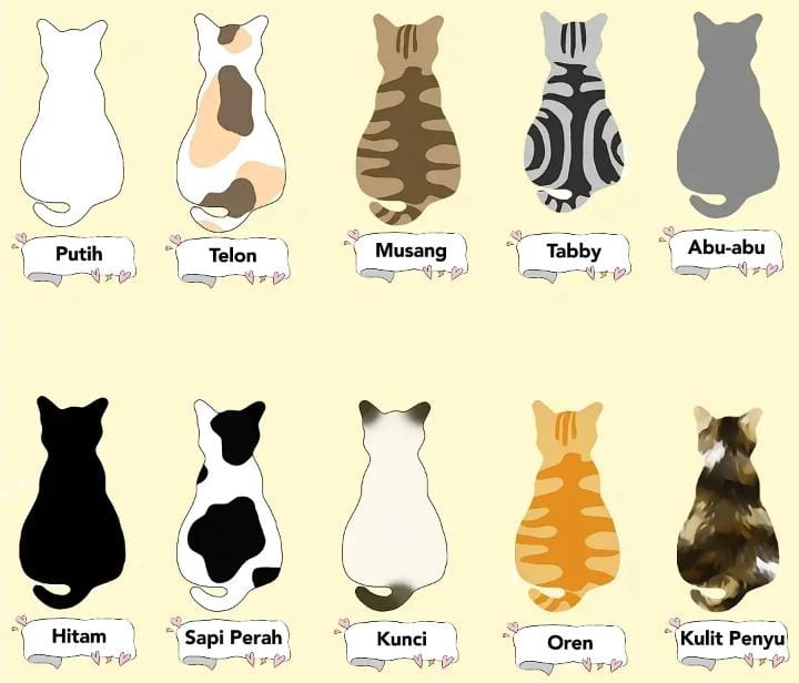 Mengenal Karakter Kucing Berdasarkan Warna Bulunya, Pecinta Kucing Harus Tahu