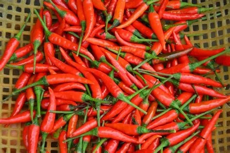 Harga Cabai Naik, Bagaimana Perubahan Cuaca Memengaruhi Harga Pangan?