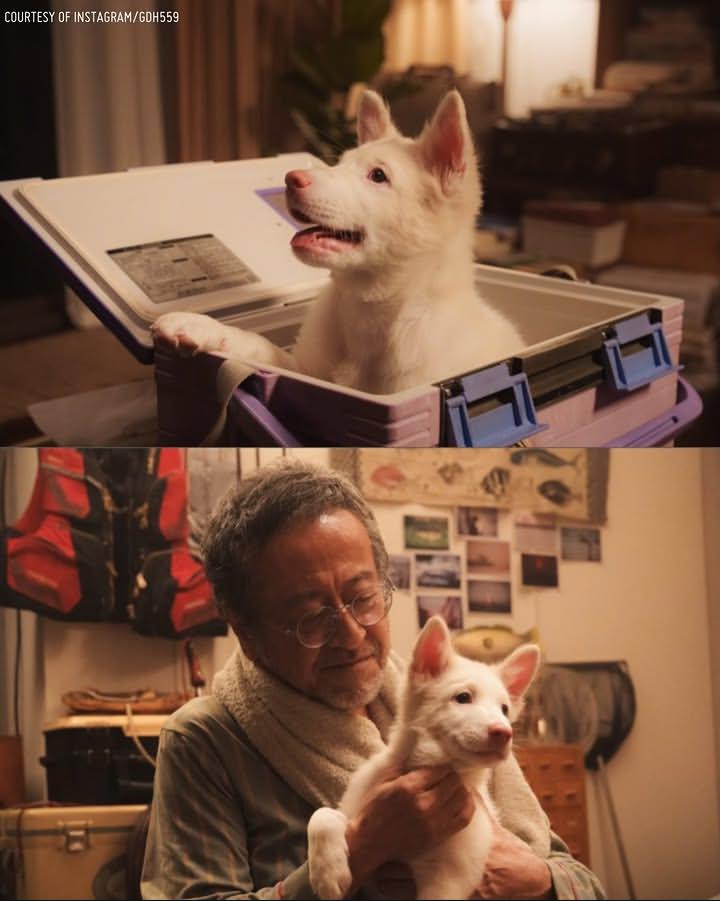 Sinopsis Gohan: Kisah Kesetiaan Tanpa Batas Seekor Anjing Peneman Sepi