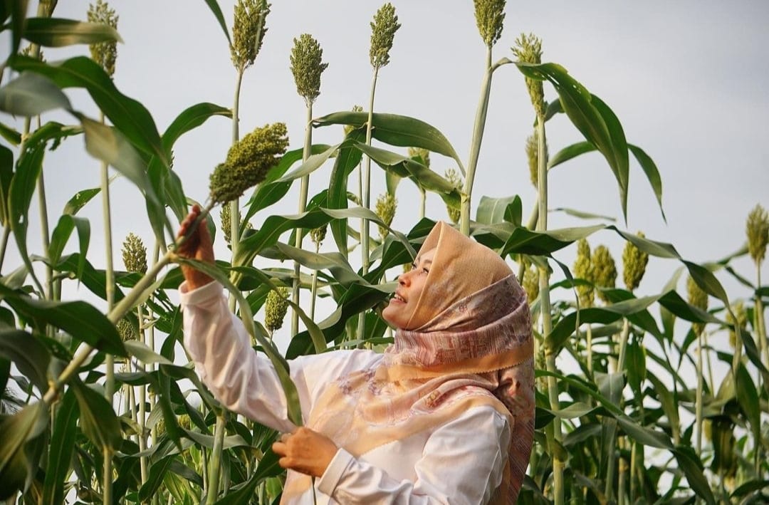 Mengenal Tanaman Sorgum yang Mulai Dikembangkan di Kabupaten Pandeglang 