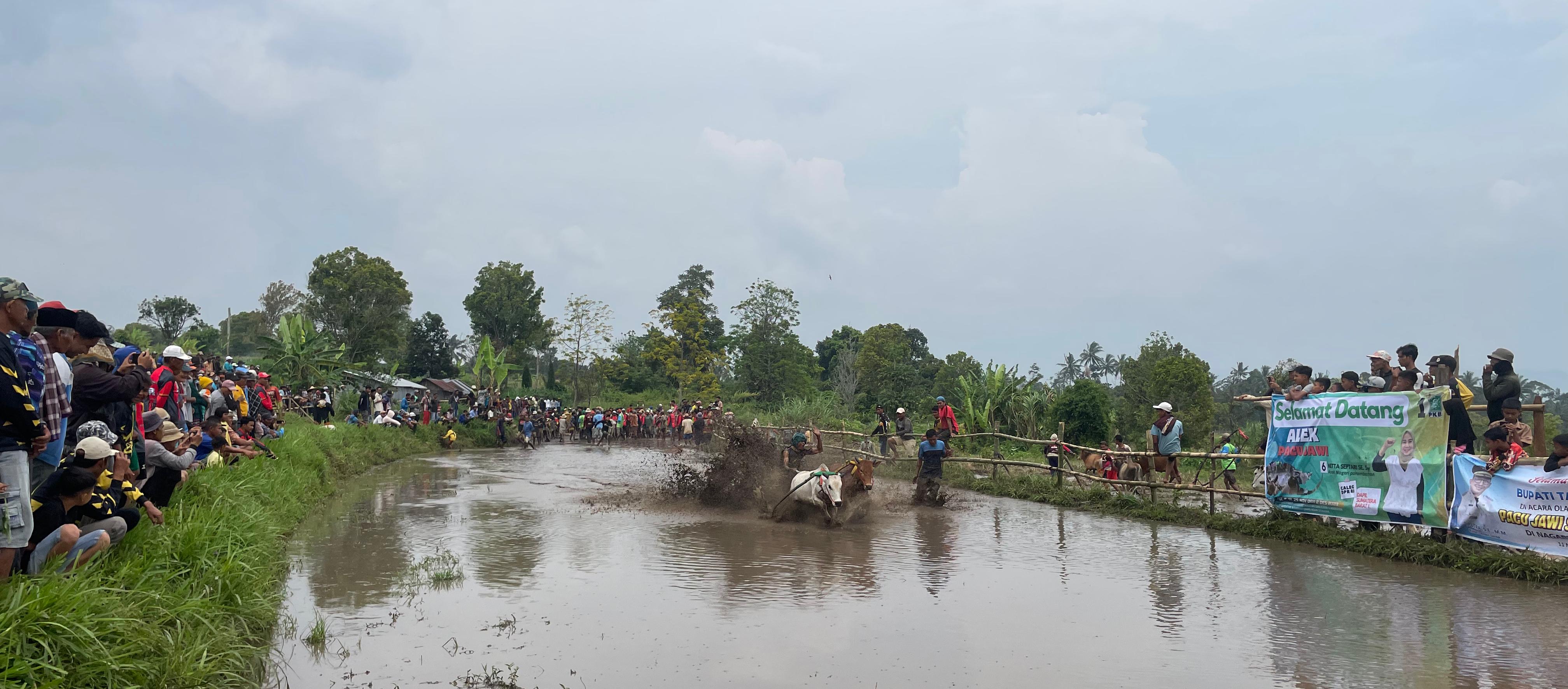 Mengenal Keunikan Seni Tradisi Pacu Jawi Yang Hanya Ada di Ranah Minang