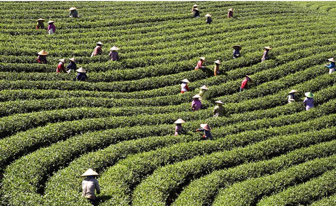 Waw, Lebak Jadi Produksi Teh Terbaik di Dunia dan Penghasil Teh Oolong Organik Pertama, Segini Harga Jualnya