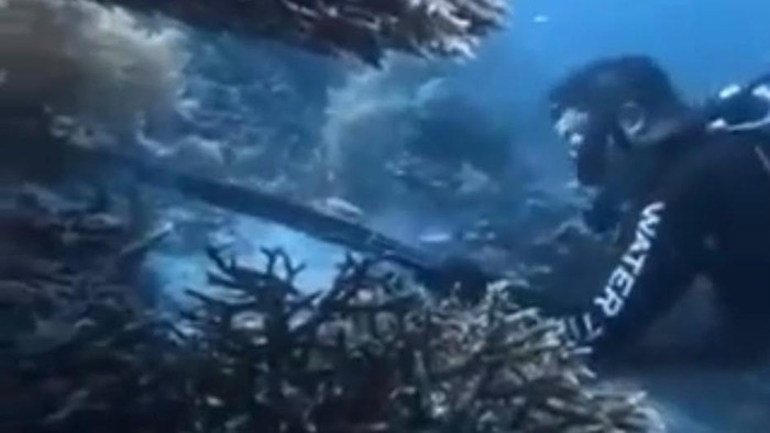 WN China Pemburu Penyu di Raja Ampat Berprofesi Pelatih Diving