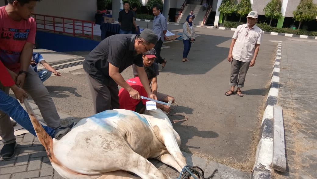 Iduladha: Kurban dan Spirit Melahirkan Kesalehan Sosial