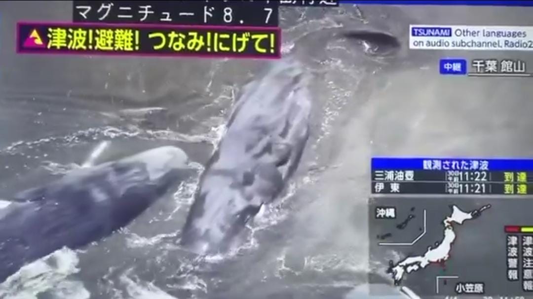 Empat Paus Terdampar di Chiba sebelum Jepang Diterjang Tsunami akibat Gempa 8,7 M di Rusia