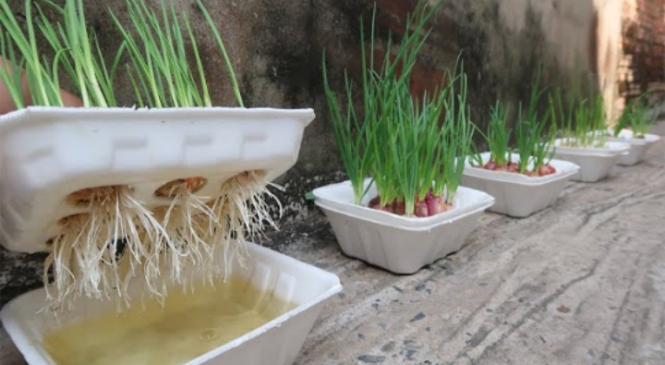 Cara Mudah Menanam Daun Bawang di Rumah, Panen dalam 15 Hari