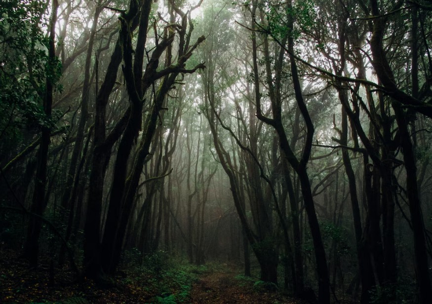 10 Hutan Paling Angker di Indonesia, Berani Datang Sendiri?