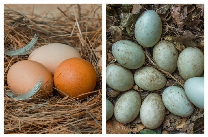 Rahasia di Balik Telur Ayam dan Bebek, Mana yang Paling Sehat?