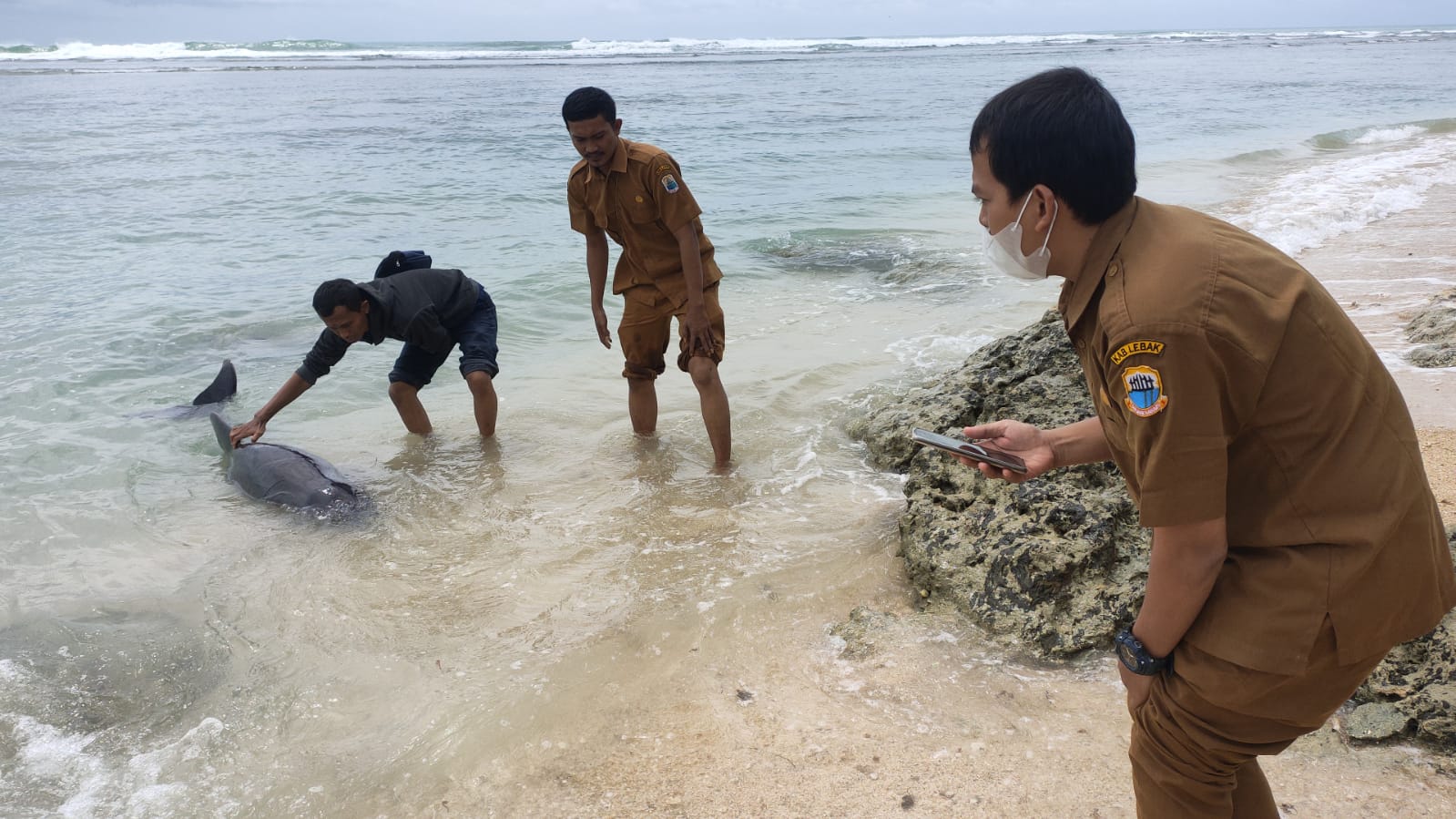 Geger! Anak Lumba-lumba Terdampar di Wanasalam-Lebak, Kondisinya Lemas