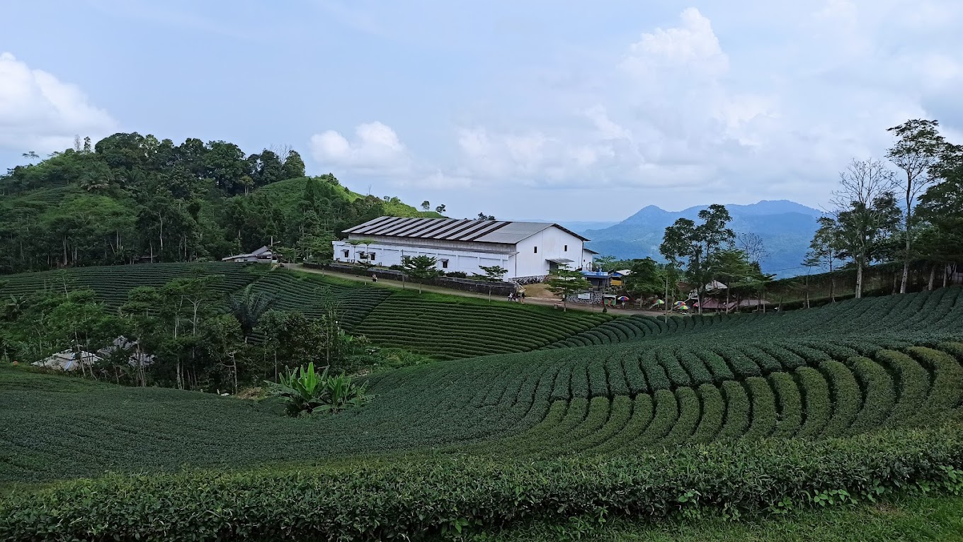 Kebun Teh Cikuya Seluas 43 Hektar Ada di Lebak Banten, Gak Kalah Cantik dari Puncak Bogor