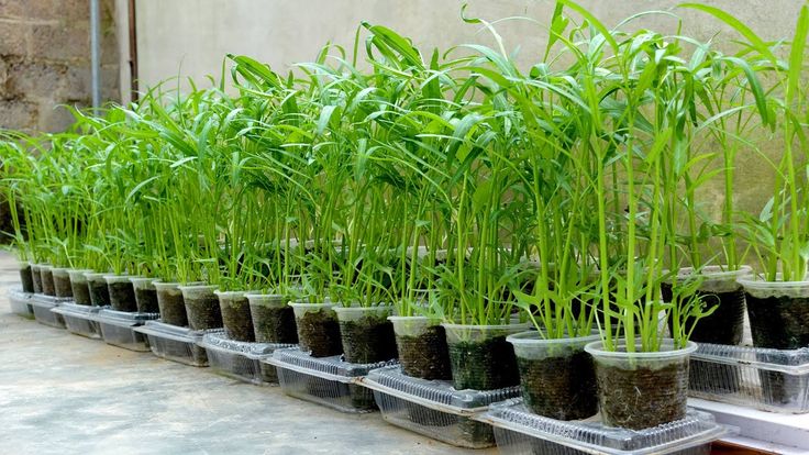 Cocok Buat Anak Kost! 4 Ide Berkebun Kangkung Gantung di Lahan Minim