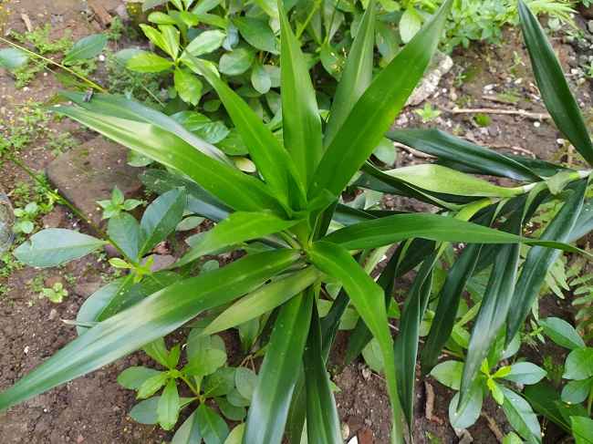 Haid Terasa Nyeri, Segera Minum Daun Suji