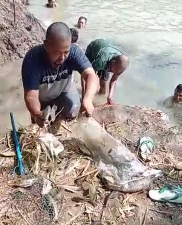 Menghebohkan, Ribuan Ikan di Sungai Ciujung-Serang Naik ke Permukaan 