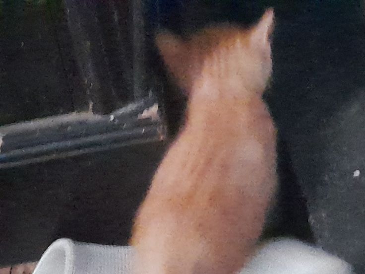 Suka Kucing? Mungkin Kamu Termasuk 4 Tipe Kepribadian Ini, Lo!