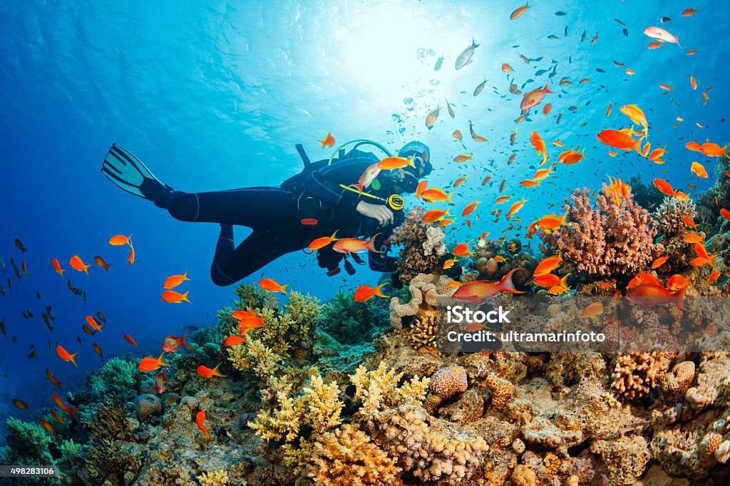 Rahasia Bawah Laut Carita: Snorkeling di Surga Terumbu Karang Banten