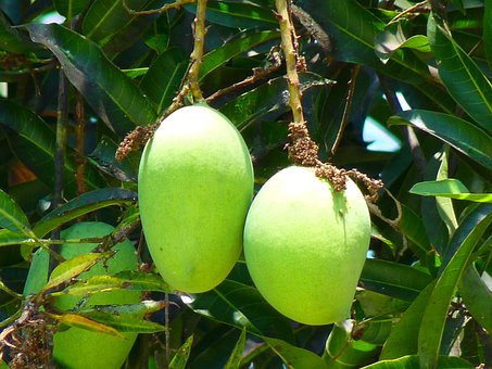 Wah Ternyata Kulit Mangga Bermanfaat Bagi Kesehatan, Jangan Dibuang Ya