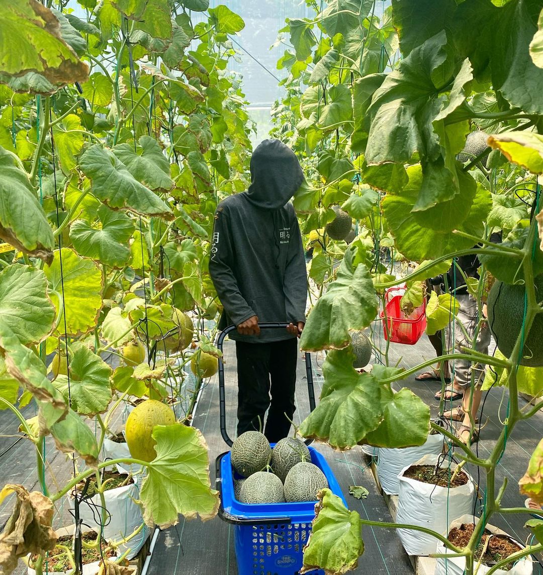 Wisata Edukasi Anak Gratis, Serunya Memetik Buah Melon di Akaruku Hydrofarm Cisauk Tangerang