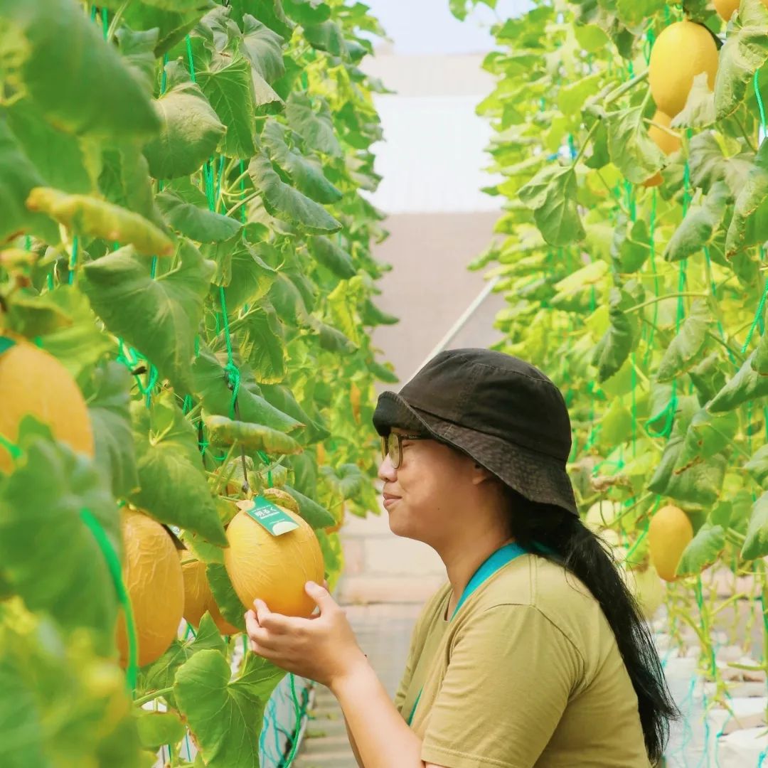 Kebun Melon di Tengah Kota? Wisata Tangerang Akaruku Hydro Farm Wajib Masuk ke List Liburan Kamu 