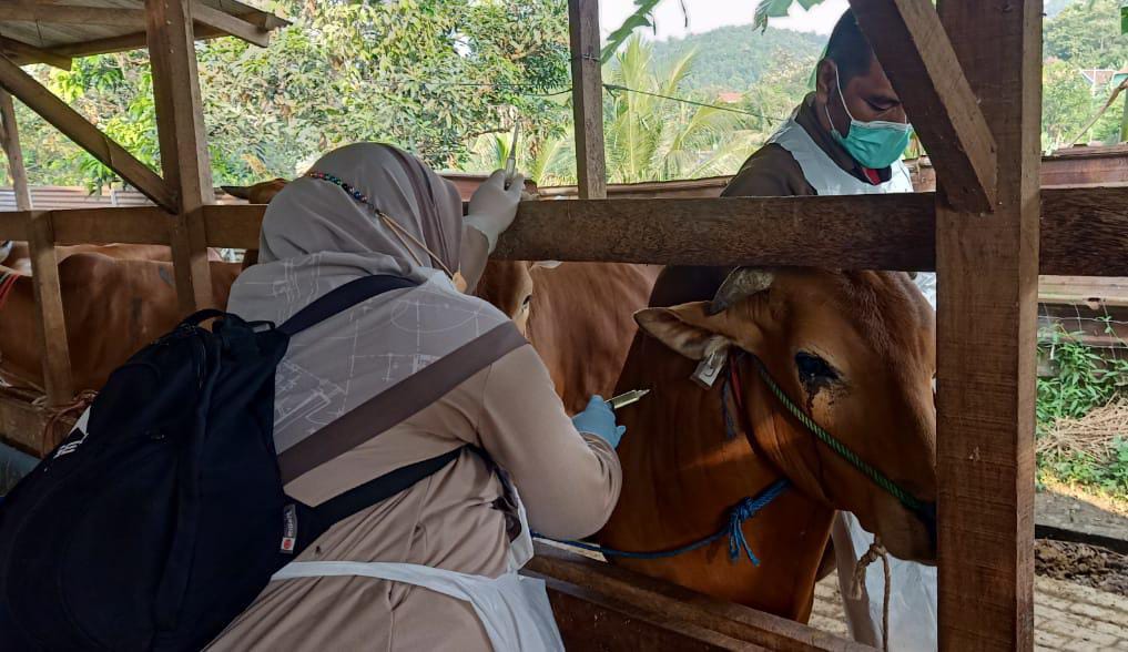 Penyakit Mulut dan Kuku di Kabupaten Serang Menyebar, Berikut Daftar Wilayahnya