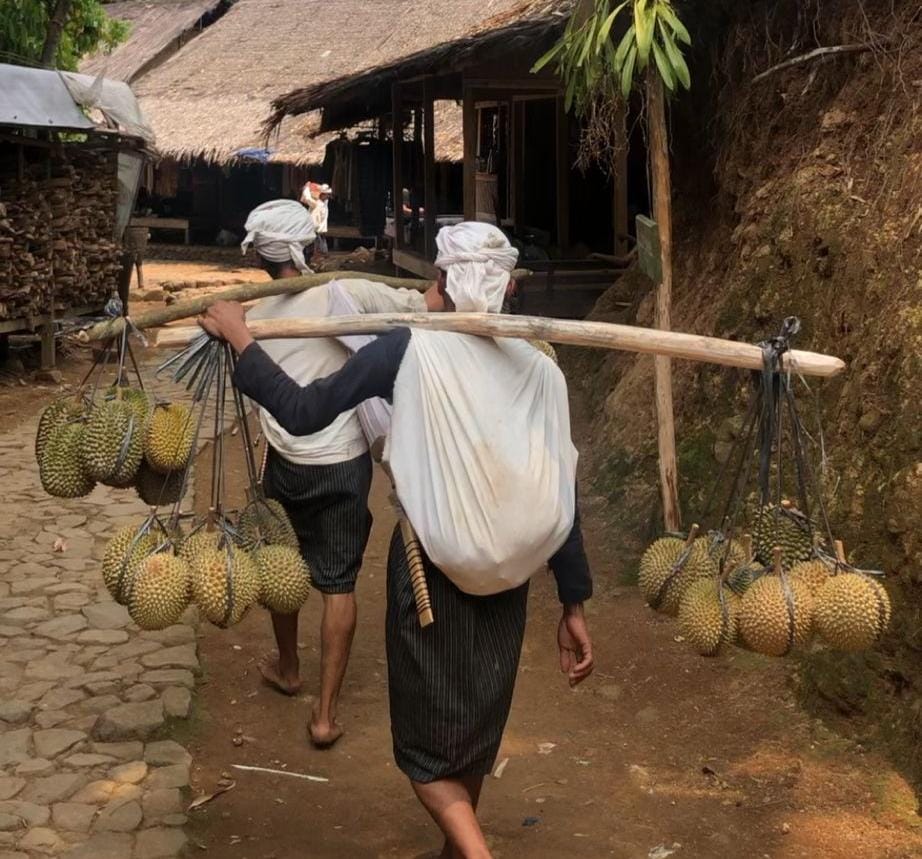 Ini Budget Liburan ke Baduy, Untuk Berburu Durian Lokal yang Enak