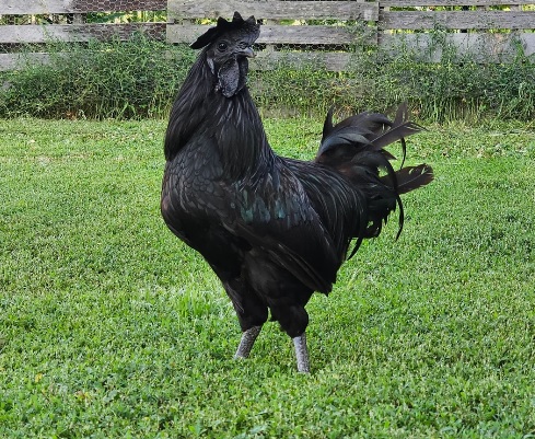 Serba Hitam Apa Ayam Cemani Bisa Dikonsumsi?
