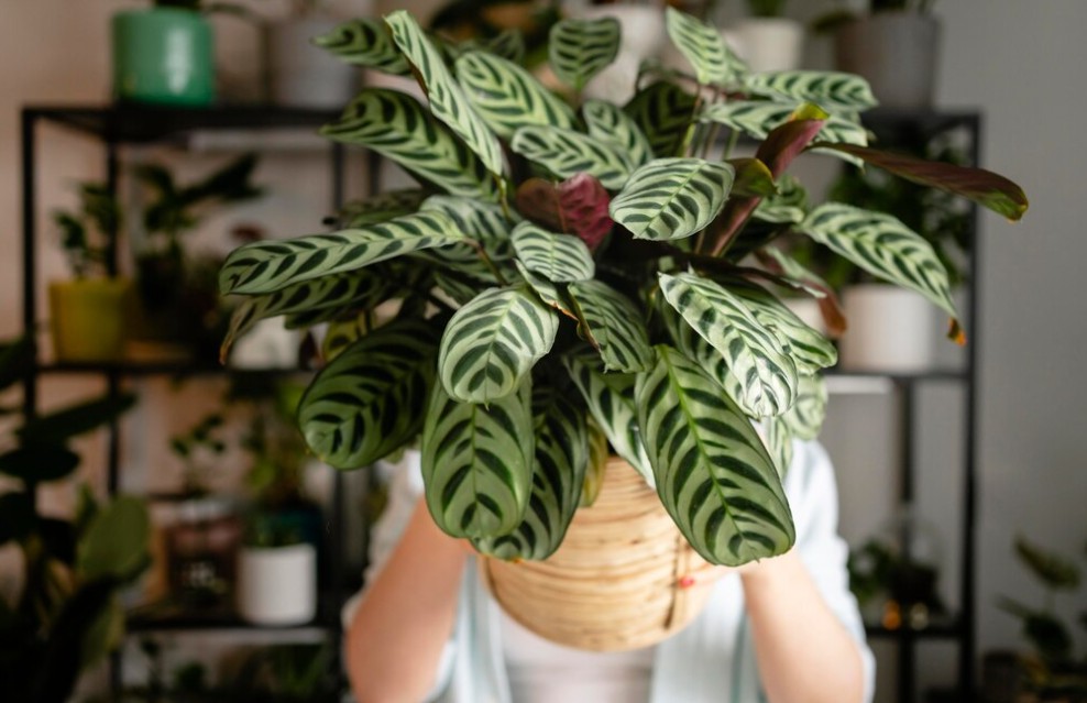 5 Tanaman Calathea Dari Termurah Hingga Termahal