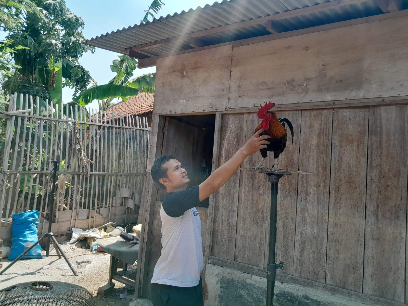 Berawal Dari Hobi, Ternak Ayam Ketawa Hasilkan Omzet Jutaan Setiap Bulannya