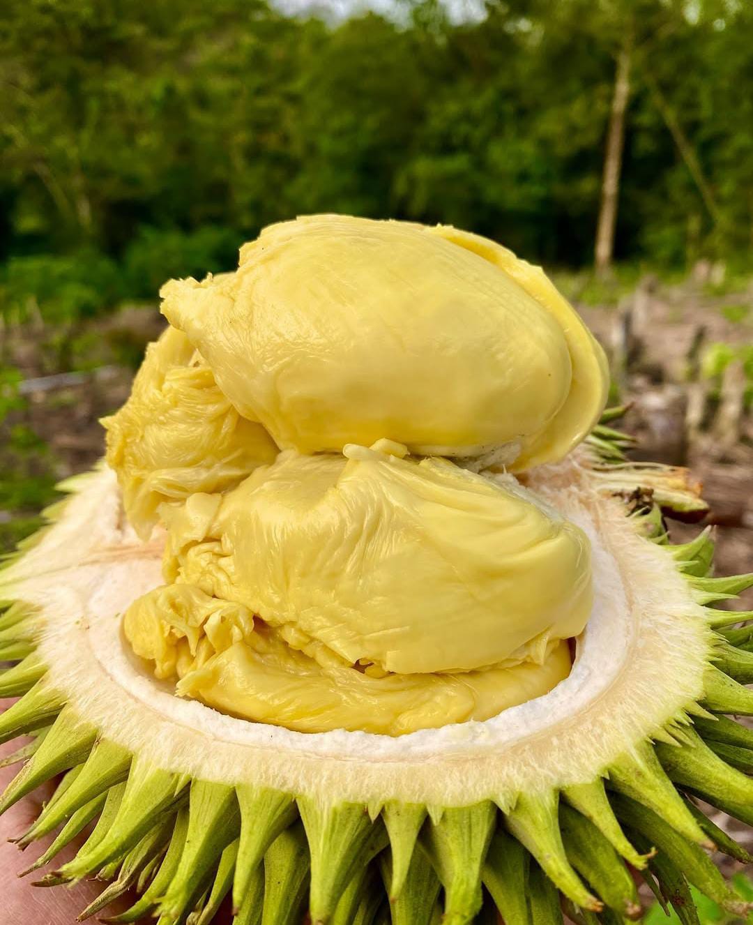 Wisata Baduy Kini Ramai Pengunjung, Musim Durian Jadi Daya Tarik Tambahan