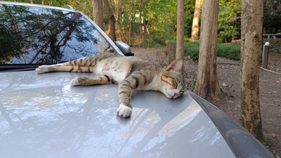 Kenapa Kucing Suka Tidur di Kap Mobil? Ini Alasannya