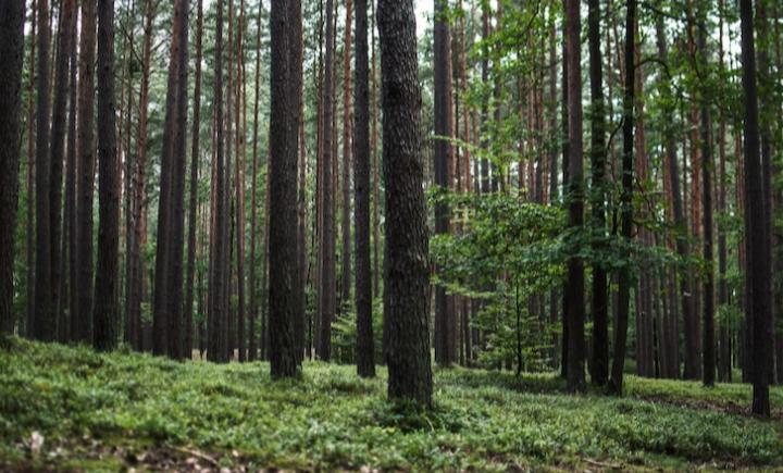 Inilah Rekomendasi Tempat Wisata Hutan Pinus di Bogor, Liburan Menikmati Nuansa Alam yang Asri 