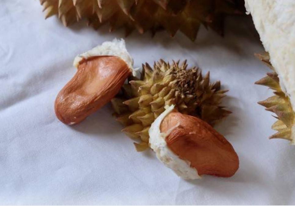 Jangan Dibuang, Ini Manfaat Mengonsumsi Biji Durian